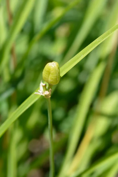 Daylily Stella Oroの種鞘 ラテン語名 Hemerocallis Stella Oro — ストック写真