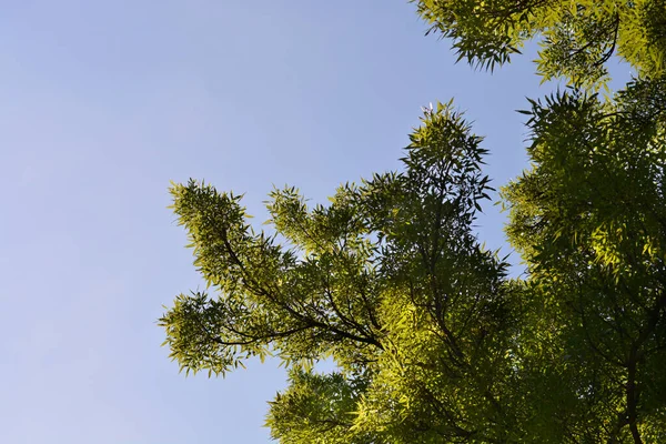 Вузькопробивні Гілки Попелу Проти Синього Неба Латинська Назва Fraxinus Angustifolia — стокове фото