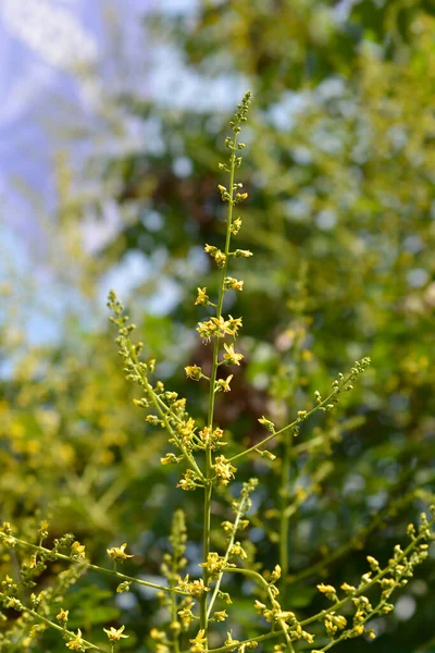 Golden Rain Tree Branch Yellow Flowers Latin Name Koelreuteria Paniculata — Stockfoto