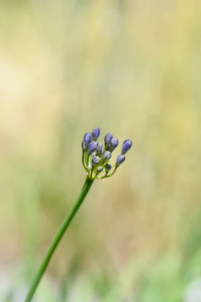 Spreading Bell Agapanthus Flower Buds Latin Name Agapanthus Campanulatus Subsp — Stock Photo, Image