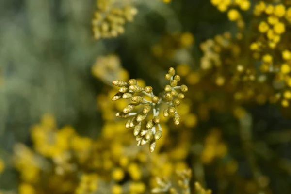Італійські Вічні Жовті Квіткові Бруньки Латинська Назва Helichrysum Italicum — стокове фото