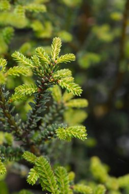 Baharda Yew Rushmore şubeleri - Latince adı - Taxus baccata Rushmore