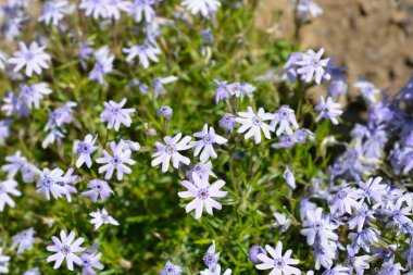 Sürünen Phlox Fevkalade Mavi Mor çiçekler - Latince adı - Phlox subulata Fevkalade Mavi Violet