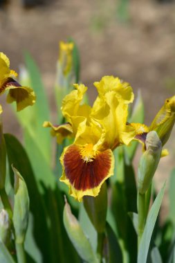 Standart Cüce Sakallı İris Nihai çiçek Latince adı İris Ultimate