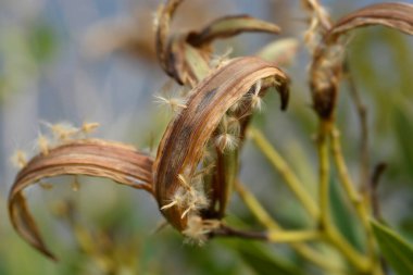 Kıllı tohumlu yaygın zakkum kabuğu - Latince adı - Nerium zakkum