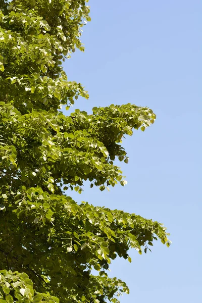 Broad Leaved Lime Branches Blue Sky Latin Name Tilia Platyphyllos — Stock Photo, Image