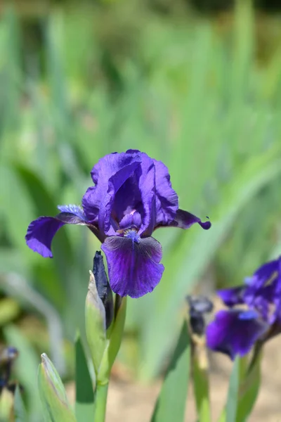 Standard Dwarf Bearded Iris Brannigan Flower Латинское Название Iris Brannigan — стоковое фото