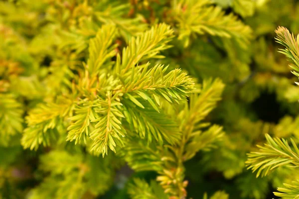Common Yew Semperaurea 라틴어 Taxus Baccata Semperaurea — 스톡 사진