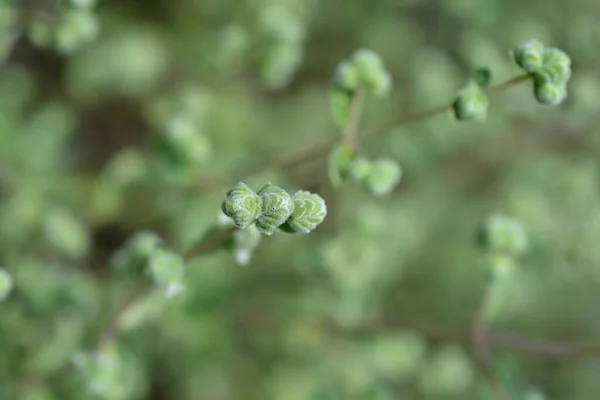 Sweet Marjoram Latin Name Origanum Majorana — Fotografia de Stock