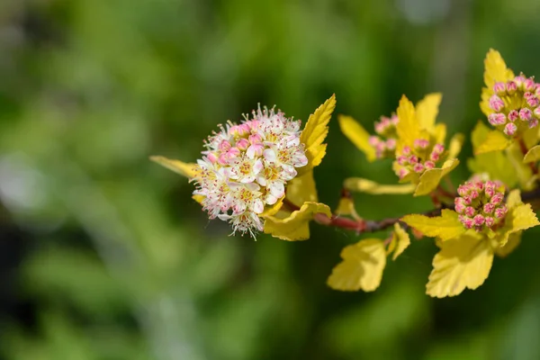 Ninebark Tiny Wine Flowers Latin Name Physocarpus Opulifolius Tiny Wine — Stock Photo, Image