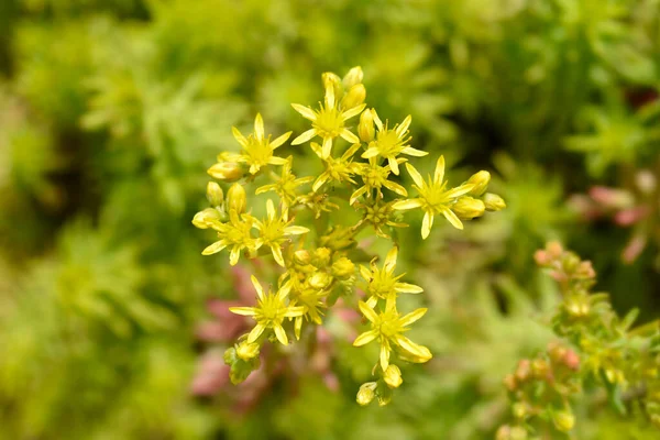 Felsenstein Angelina Blumen Lateinischer Name Sedum Rupestre Angelina — Stockfoto