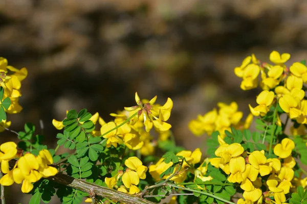 Branche Coronille Fleurs Jaunes Nom Latin Hippocrepis Emerus Subsp Éméroides — Photo