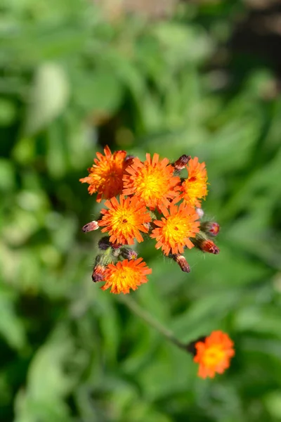 Orange Hawkweed Flowers Latin Name Pilosella Aurantiaca — Zdjęcie stockowe