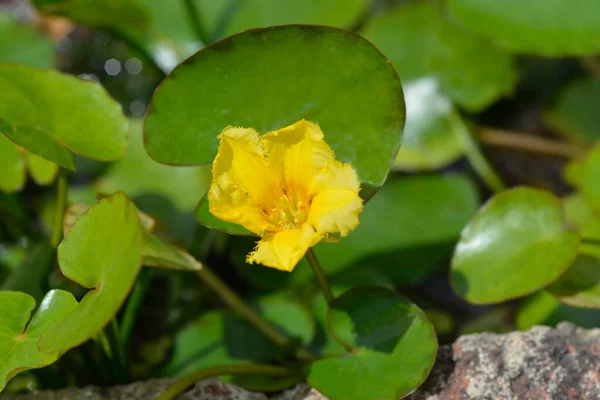 黄色のフローティングハートの花 ラテン語名 ニンフォイドペルタ — ストック写真