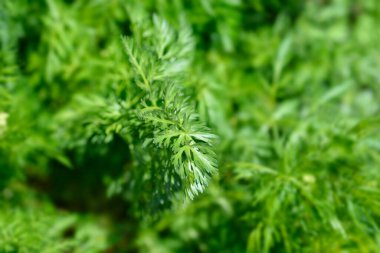 Kimyon yaprakları - Latince adı - Cuminum cyminum