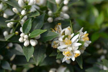 Myrtle yapraklı turuncu beyaz çiçekler - Latince adı - Citrus myrtifolia
