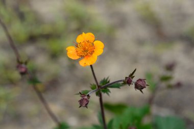 Avens Carlskaer çiçeği - Latince adı - Geum coccineum Carlskaer