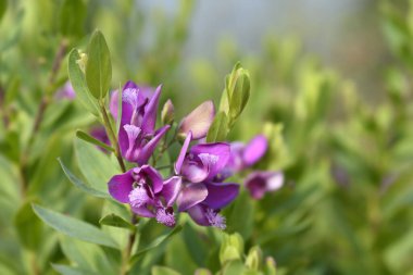 Myrtle-leaf milkwort çiçekleri - Latince adı - Polygala myrtifolia