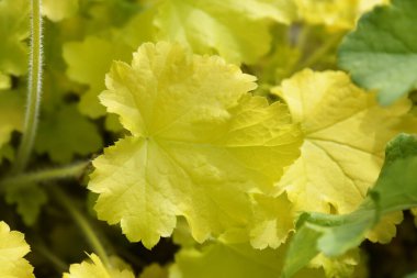 Coral Bells Electric Lime Latince adıyla Heuchera Electric Lime 'dan ayrılıyor