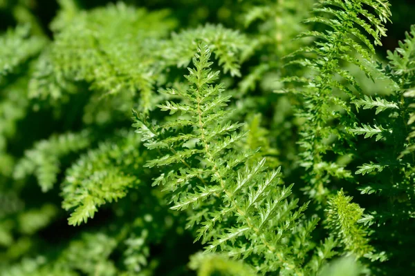 Fern Leaf Dropwort Leaves Latin Name Filipendula Vulgaris — Stock Photo, Image