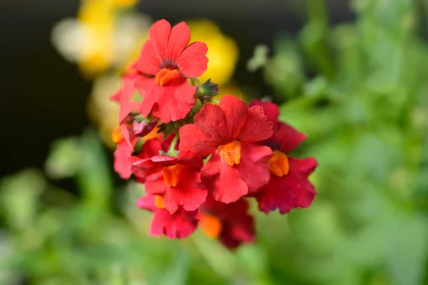 Nemesia Röda Blommor Latinskt Namn Nemesia Hybrid — Stockfoto