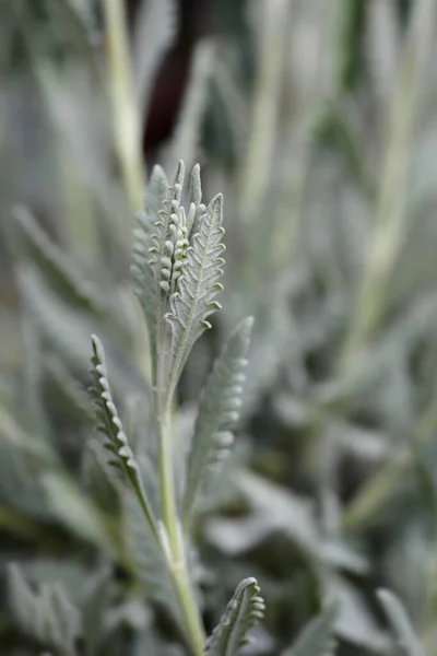 Foglie Lavanda Frantumate Nome Latino Lavandula Dentata — Foto Stock