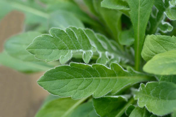 Macedonian Scabious Leaves Latin Name Knautia Macedonica — Stock Photo, Image