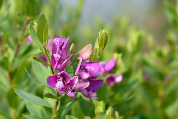 Myrtle Leaf Milkwort Flowers Latin Name Polygala Myrtifolia — Stockfoto