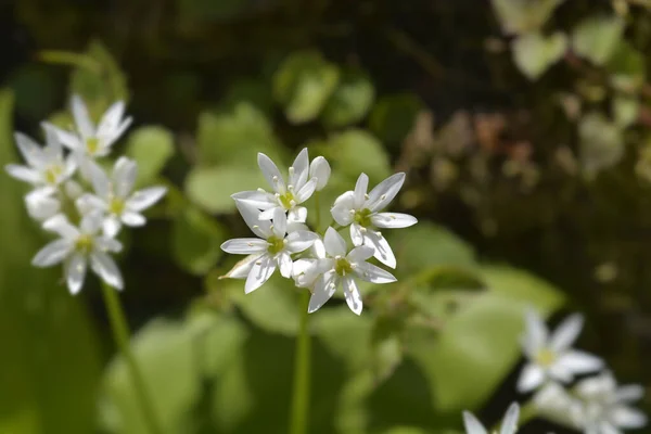Alho Selvagem Flores Brancas Nome Latino Allium Ursinum — Fotografia de Stock