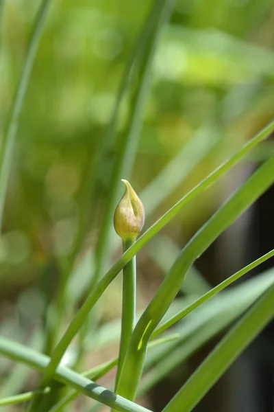 Bud Flor Cebolinha Nome Latino Allium Schoenoprasum — Fotografia de Stock