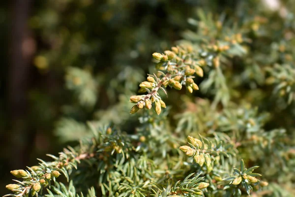 Филиал Зеленого Ковра Можжевельника Латинское Название Juniperus Communis Green Carpet — стоковое фото