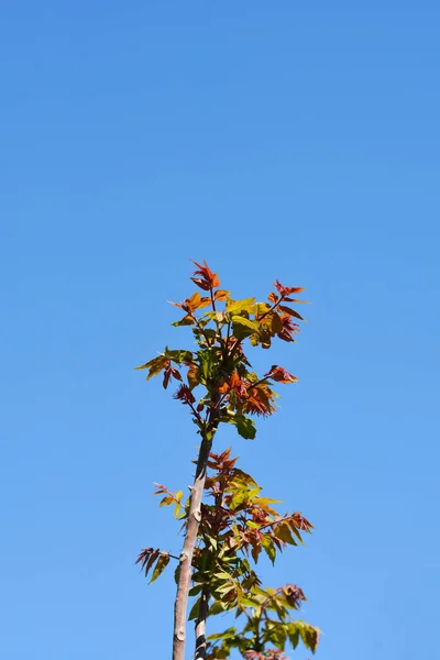 Δέντρο Του Ουρανού Κλαδιά Νέα Φύλλα Κατά Του Γαλάζιου Ουρανού — Φωτογραφία Αρχείου
