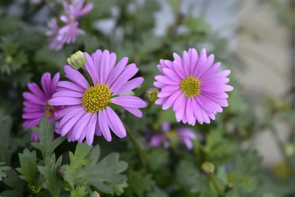Swan River Daisy Fresco Candy Pink Flowers Latin Name Brachyscome — Stock Photo, Image