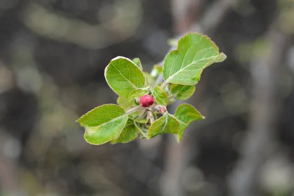 Elstar Apple Leaves Flower Bud Latin Name Malus Domestica Elstar — Stockfoto