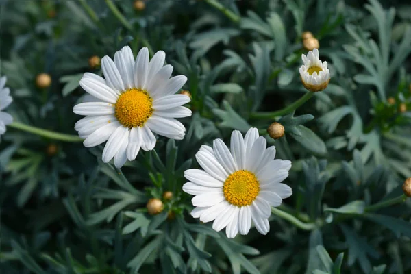 White Marguerite Daisy Flowers Latin Name Argyranthemum Frutescens — Stock Photo, Image