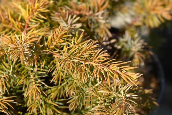 Shore Juniper All Gold Branch Latin Name Juniperus Conferta All — стокове фото