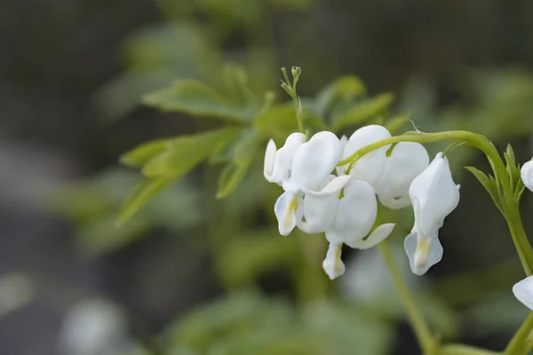 Bleeding Heart White Flowers Latin Name Lamprocapnos Spectabilis Alba — Stock Photo, Image