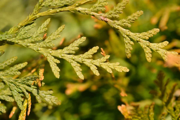 Arborvitae Brabant Branch Latin Name Thuja Occidentalis Brabant — Stock Photo, Image