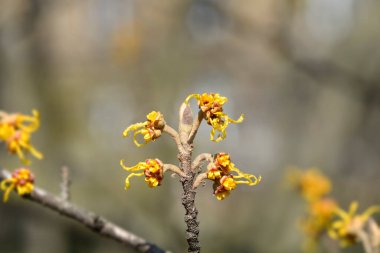 Japon cadı Hazel Zuccariniana çiçekleri - Latince adı Hamamelis japonica Zuccariniana