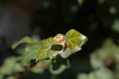 Yaygın sarmaşık yaprakları - Latince adı - Hedera helix