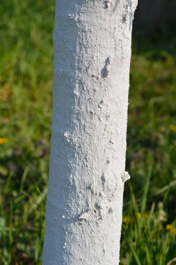 Tatlı kiraz ağacı gövdesi beyaza boyanmış - Latince adı - Prunus avium