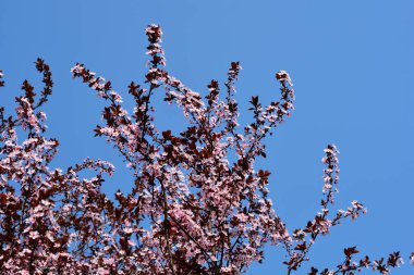 Mavi gökyüzüne karşı çiçekli Siyah Kiraz Erik dalları Latince adı Prunus cerasifera Nigra