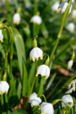 Bahar kar tanesi çiçekleri - Latince adı - Leucojum vernum