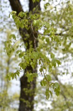 Avrupa 'da çiçek dalları - Latince adı - Ostrya carpinifolia