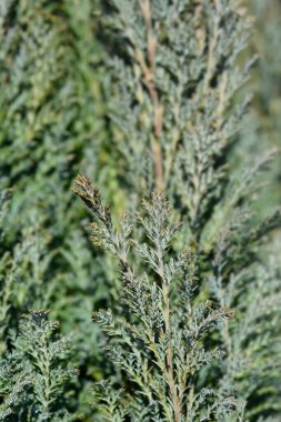 Lawsons Cypress Ellwoodii - Latince adı Chamaecyparis lawsoniana Ellwoodii