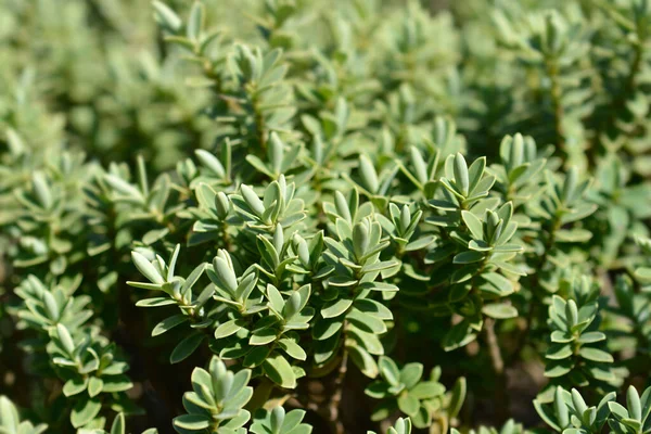 Shrubby Veronica Green Globe Leaves Latin Name Hebe Green Globe — Stock Photo, Image