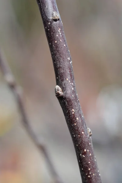 Яблочная Ветвь Фудзи Бутоном Латинское Название Malus Domestica Fuji — стоковое фото