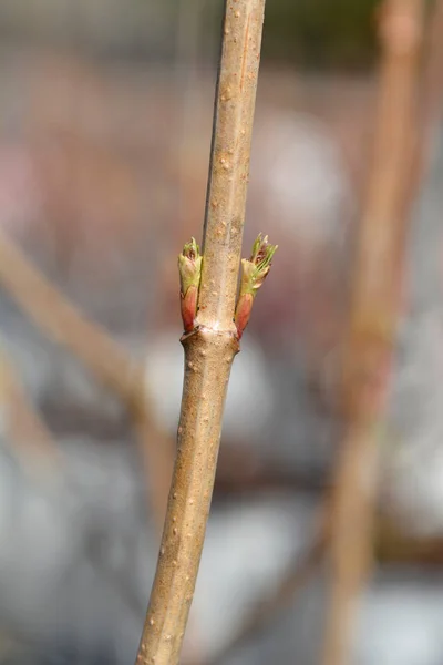 Yaprak Tomurcuklu Guelder Gülü Latince Adı Viburnum Opulus — Stok fotoğraf