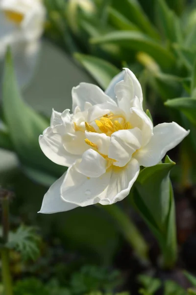 Murillo Tulip Białe Kwiaty Łacińska Nazwa Tulipa Murillo — Zdjęcie stockowe