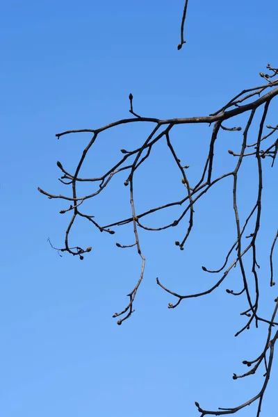 Red Horse Chestnut Branch Buds Blue Sky Latin Name Aesculus — Fotografia de Stock